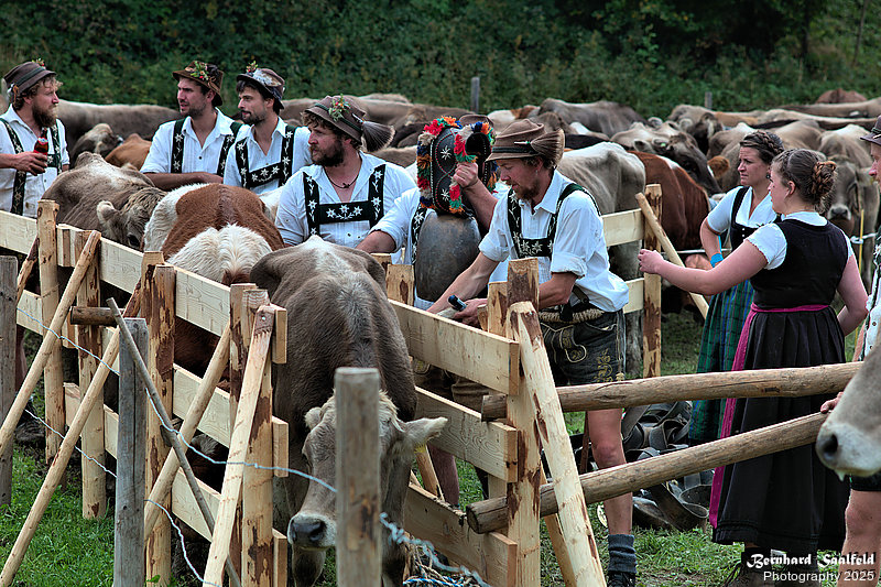 Bernhard Saalfeld - Viehscheid (6v9)
